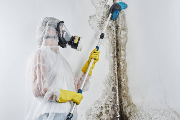 Best Mold Testing  in Old Mystic, CT