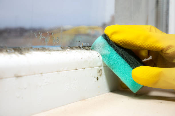 Best Attic Mold Removal  in Old Mystic, CT