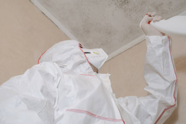 Best Black Mold Removal  in Old Mystic, CT