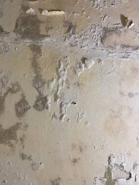 Best Affordable Mold Removal  in Old Mystic, CT
