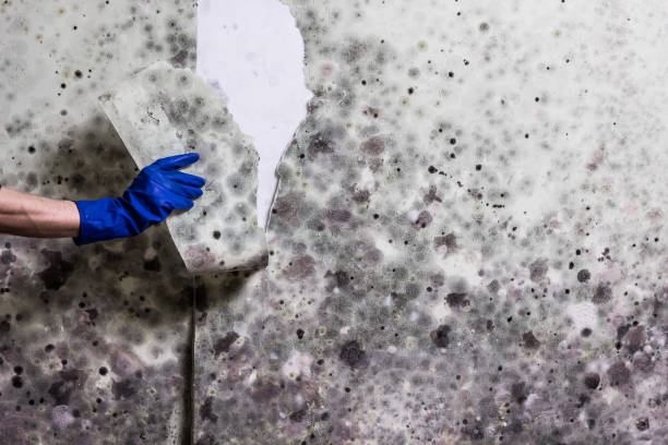 Best Professional Mold Removal  in Old Mystic, CT